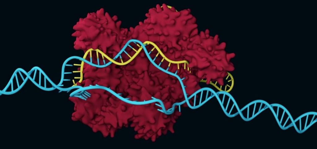 Cas9 nuclease guided by a single-guide RNA to its target DNA sequence