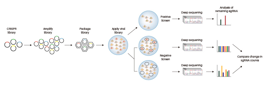 Workflow of a genome-wide CRISPR/Cas9 library screen, from library transduction to sequencing and hit identification