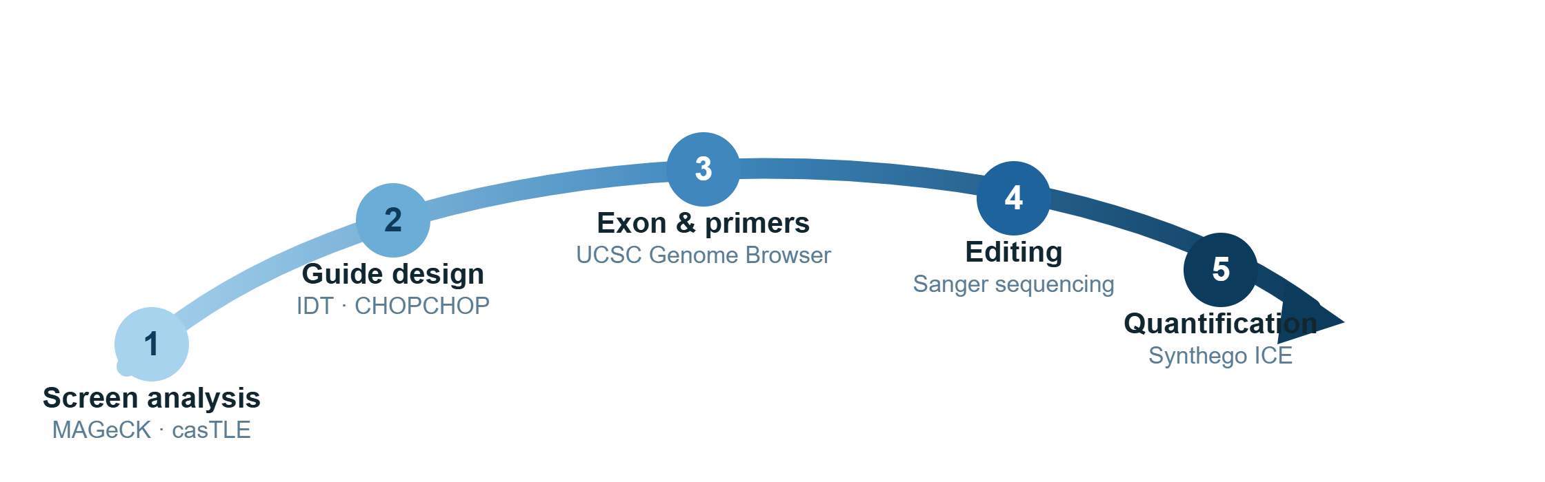 Curved arrow shaded from light to dark blue showing the five-step CRISPR validation workflow: screen analysis with MAGeCK and casTLE, guide design with IDT and CHOPCHOP, exon and primer verification in the UCSC Genome Browser, editing and Sanger sequencing, and quantification with Synthego ICE.